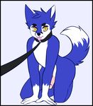  all_fours blue_fur canine collar erection fox fur hair humanoid_penis kneeling leash male mammal penis simple_background solo tongue tongue_out white_fur yellow_eyes yukiin 