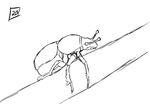 2b arthropod beatle insect sketch tagme white_backgronn2 