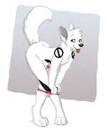  2016 animal_genitalia balls bent_over canine clothing fox fur green_eyes kwik looking_at_viewer male mammal nude penis penis_tip raised_tail sheath solo tongue tongue_out underwear undressing white_fur 