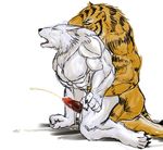  anal anthro canine cum erection feline male male/male mammal penis rwolf sex tiger wolf 