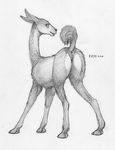  2016 anatomically_correct anatomically_correct_pussy anus camelid ecmajor female feral llama looking_at_viewer looking_back mammal presenting pussy raised_tail solo 