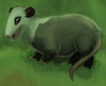  2016 feral fur itoruna mammal marsupial opossum 