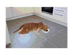  3d_(artwork) anatomically_correct animated bowl cat digital_media_(artwork) eating feline kitchen mammal overreaction pickle unknown_artist what 