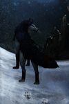  ambiguous_gender araivis-edelveys black_fur black_nose canine detailed_background feral fur grey_fur hindpaw mammal night outside paws red_eyes snow snowing solo standing wolf 