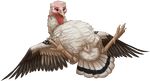  2016 anus avian beak bird blush clitoris clover~ cum digital_media_(artwork) feathered_wings feathers female feral hi_res lying on_back open_mouth pussy shaded solo spread_legs spreading turkey wings 