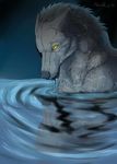  2014 canine ear_piercing feral fur gradient_background grey_nose hauringu mammal nude partially_submerged piercing reflection simple_background solo water white_fur wolf yellow_eyes 