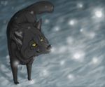  black_fur black_nose canine dog feral fur grey_fur hauringu mammal smile snow standing yellow_eyes 