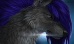  2014 ambiguous_gender black_lips black_nose blue_hair canine ear_piercing feral fur grey_fur hair hauringu mammal pale_eyes piercing solo wolf 