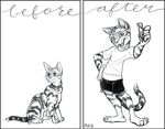 anthro before_and_after cat clothing collar feline feral feral_to_anthro kabuki_homewood looking_at_viewer male mammal simple_background thumbs_up transformation 