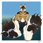  2016 4_toes anthro black_fur black_nose brown_eyes brown_fur canine claws clothing dannydumal digital_media_(artwork) feet foot_focus fur jewelry male mammal mexican_wolf necklace pawpads paws plantigrade rooc shorts simple_background smile solo toe_claws toes white_fur wolf 