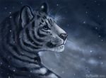  2016 ambiguous_gender blue_eyes feline feral flashw fur grey_nose mammal night outside snow snowing solo striped_fur stripes tiger whiskers white_fur 