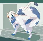  2016 anthro bent_over big_butt blue_eyes blue_fur blue_hooves bovine brown_horn butt cattle female fur hair hooves horn huge_butt javanshir lactaid_cow looking_at_viewer mammal nude open_mouth raised_tail smile solo thick_thighs white_fur white_hair 
