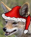  ambiguous_gender canine christmas edit feral fur holidays jackal mammal real solo tan_fur 