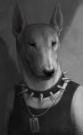  2014 anthro black_eyes canine clothed clothing collar dog fur greyscale male mammal monochrome solo white_fur wolnir 