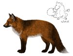  ambiguous_gender black_nose canine feral fox fur mammal nude orange_fur paws solo standing white_fur wolnir yellow_eyes 