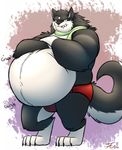  2016 4_toes alpha_husky anthro belly belly_expansion big_belly biped black_fur black_nose black_tail blue_eyes briefs bulge canine claws clothed clothing countershade_face countershade_tail countershade_torso crossed_arms digital_media_(artwork) digitigrade fangs fluffy fluffy_tail front_view full-length_portrait fur gloves_(marking) gradient_background grumpy gurgle head_tuft hi_res inflation looking_at_viewer male mammal markings multicolored_fur obese onomatopoeia overweight overweight_male portrait red_bottomwear red_clothing scarf signature simple_background socks_(marking) solo sound_effects standing tanio toe_claws toes two_tone_fur two_tone_tail underwear were werewolf white_countershading white_fur white_tail 