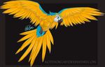  ambiguous_gender avian beak bird feathered_wings feathers feral flying kotenokgaff parrot spread_wings wings 