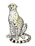  ambiguous_gender cheetah feline feral fur justwannadraw mammal simple_background sitting sketch solo whiskers white_background 
