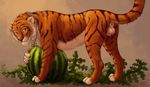  anchee anus balls erection feline feral male mammal penis solo tiger 
