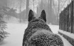 ambiguous_gender black_and_white canine feral fur mammal monochrome nature real snow snow_on_fur solo wolf 