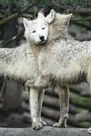  arctic_wolf blue_eyes canine embrace feral fur hug love mammal nature real white_fur wolf 