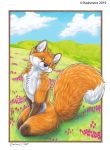  2019 anthro black_nose brown_eyes canine day digital_media_(artwork) fox fur grass kashmere kneeling looking_at_viewer male mammal orange_fur outside sky smile solo 