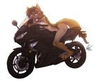  canine coyote dog kawasaki mammal motorcycle nicnak044 ninja sahara sahara_(nicnak044) vehicle 