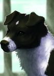  2016 ambiguous_gender begasuslu black_fur canine dog feral fur mammal portrait solo white_fur 