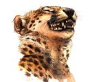  ambiguous_gender black_nose cheetah fangs feline fur headshot_portrait kenket laugh mammal portrait simple_background solo spots spotted_fur traditional_media_(artwork) whiskers white_background 