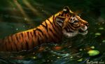  2016 amber_eyes ambiguous_gender black_stripes day feline feral flashw fur mammal orange_fur outside partially_submerged solo striped_fur stripes tiger water 