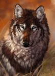  ambiguous_gender black_nose blue_eyes blurred_background brown_fur canine day feral fur looking_at_viewer mammal nude outside sitting solo whiskers white_fur wolf wolnir 