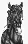  2014 ambiguous_gender balorkin black_and_white bust_portrait equine feral front_view horse looking_at_viewer mammal mane monochrome open_mouth pen_(artwork) portrait quadruped signature simple_background snout solo tongue tongue_out traditional_media_(artwork) white_background 