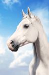  2014 ambiguous_gender blue_sky brown_eyes bust_portrait chistokrovka cloud digital_media_(artwork) digital_painting_(artwork) equine feral fur hi_res horse long_neck looking_away mammal mane photorealism portrait quadruped sky snout solo white_fur white_mane 