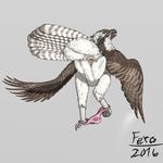  2016 anatomically_correct animal_genitalia avian beak bird butt cloaca clothed clothing crossdressing feathered_wings feathers feral ferobird male osprey panties pinup pose presenting presenting_cloaca presenting_hindquarters rear_view simple_background tail_feathers underwear uppmap123 winged_arms wings 