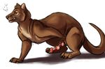  &gt;:p anatomically_correct brown_fur erection feral fossa fur grin knot looking_at_viewer male mammal multi_knot penis precum solo tagme tongue tongue_out unknown_artist yellow_eyes 