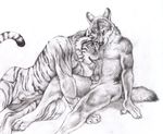  anthro balls canine cum feline kenket licking male male/male mammal oral penis tiger tongue tongue_out wolf 