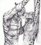  anthro clouded_leopard feline kenket kissing leopard male male/male mammal tiger 