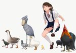  animal animal_request bird black_panties blue_eyes brown_hair chicken chinese_zodiac commentary copyright_request duck duckling eurasian_tree_sparrow go_robots goose kneehighs light_smile loafers long_hair odd_one_out panties pantyshot pantyshot_(standing) pet_play pigeon rooster school_uniform shoebill shoes side_ponytail simple_background skirt solo sparrow standing suspender_skirt suspenders underwear upskirt white_background year_of_the_rooster 