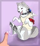  2017 4_toes accessory blitzpitz canine claws cum cum_on_feet digitigrade dog feral foot_fetish footjob fur grey_fur hindpaw koromaru male male/male mammal megami_tensei pawpads paws penis persona shiba_inu simple_background toes 