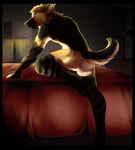  anthro butt canine clothing curly dog german german_shepherd hotel invalid_color invalid_tag lace leggings legwear male mammal shepherd silverpocky solo stockings 