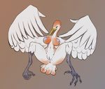  2017 anthro anus areola avian beak big_breasts big_butt blue_nipples breasts butt claws egret feathered_wings feathers female huge_breasts navel nipples nude pussy red_feathers sanfingulipunrapin solo spread_legs spreading toe_claws white_feathers wings 