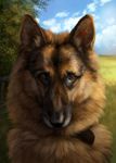  black_fur black_nose brown_eyes brown_fur canine day detailed_background dog fur german_shepherd grass looking_at_viewer mammal outside sky wolnir 