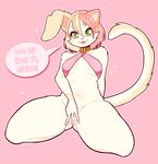  ! 2017 anthro blonde_hair breasts cabbit cat clothing collar feline female fur green_eyes hair hybrid lagomorph looking_down mammal navel panties pink_fur pink_hair pink_nose rabbit redrabbu short_hair smile solo spread_legs spreading thick_thighs tongue underwear yellow_fur 