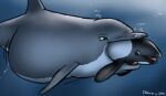 2016 ambiguous_gender ambiguous_pred ambiguous_prey belly big_belly bloated bodily_fluids bubble cetacean commerson&#039;s_dolphin cum cum_in_water dolorcin dolphin duo feet_first feral feral_pred feral_prey genital_fluids larger_ambiguous larger_pred mammal marine oceanic_dolphin open_mouth oral_vore partially_inside signature size_difference smaller_ambiguous smaller_prey soft_vore tongue toothed_whale underwater vore water year