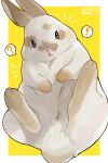  ! ? absurdres animal_focus black_eyes border dated full_body highres looking_at_viewer nang_z1 no_humans original outside_border rabbit speech_bubble spoken_exclamation_mark spoken_question_mark twitter_username white_border white_rabbit_(animal) yellow_background 