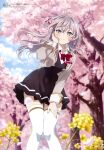  1girl absurdres ahoge alisa_mikhailovna_kujou black_dress blue_eyes blurry blush brown_jacket cherry_blossoms cherry_tree clothes_lift crossed_bangs depth_of_field dress floating_hair flower grey_hair hair_between_eyes hand_on_own_cheek hand_on_own_face hand_on_own_knee highres jacket leaning long_hair looking_at_viewer megami_magazine official_art open_mouth scan school_uniform shirt skirt skirt_lift smile solo standing thighhighs tokidoki_bosotto_roshia-go_de_dereru_tonari_no_arya-san tree white_shirt white_thighhighs yellow_flower 