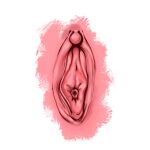  clitoris genitals organ pussy urethra whlelly 
