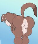 2024 absurd_res anthro arm_tuft athletic athletic_male balls barazoku bent_over brown_body brown_fur butt clifford_tibbits countershade_butt countershade_face countershade_torso countershading digital_media_(artwork) echo_(series) echo_project eyewear flushed fur genitals glasses hand_on_hip hi_res male mammal multicolored_body multicolored_fur muscular muscular_anthro muscular_male mustelid musteline raised_tail round_glasses solo surprise tail the_smoke_room true_musteline tuft tylerstark weasel white_body white_fur