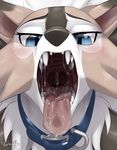  2017 blue_eyes blush collar female feral hi_res looking_at_viewer lycanroc midday_lycanroc mouth_shot nintendo nummynumz open_mouth pok&eacute;mon saliva solo teeth tongue tongue_out video_games 