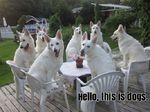  canine chair dog english_text feral flower fur group happy humor mammal meme open_mouth photo plant real smile table teeth text tongue tongue_out unknown_artist white_fur 